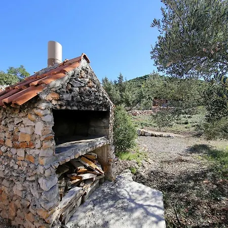 House Olive Tree
