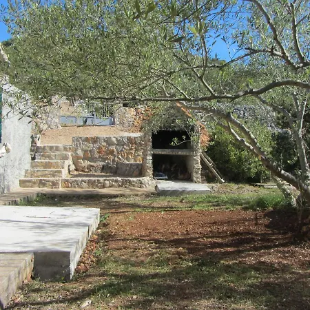 House Olive Tree *