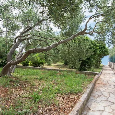 House Olive Tree בית נופש טקון