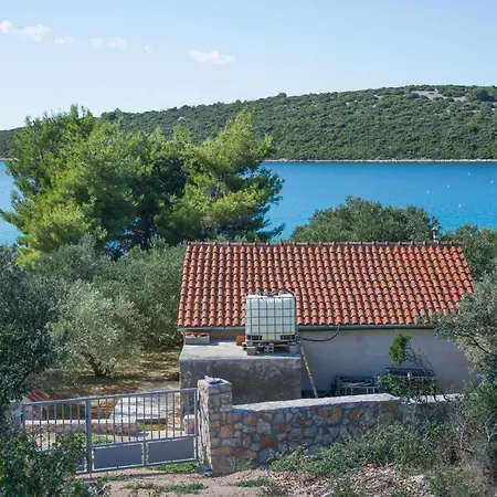 House Olive Tree